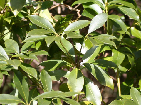 Illicium religiosum