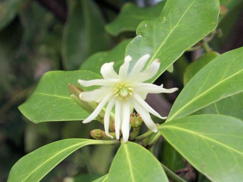 Illicium religiosum