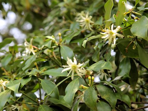 Illicium religiosum