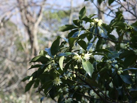 Illicium religiosum