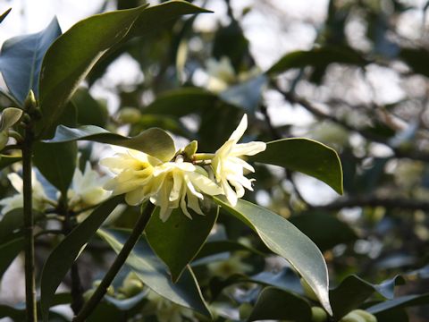 Illicium religiosum