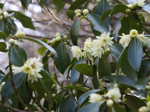 Illicium religiosum