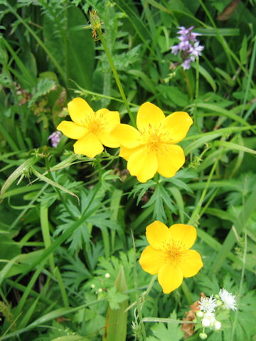 Trollius riederianus var. japonicus