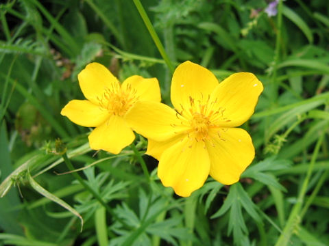 Trollius riederianus var. japonicus