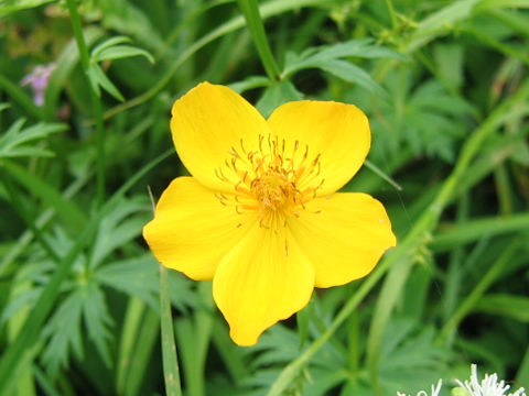 Trollius riederianus var. japonicus