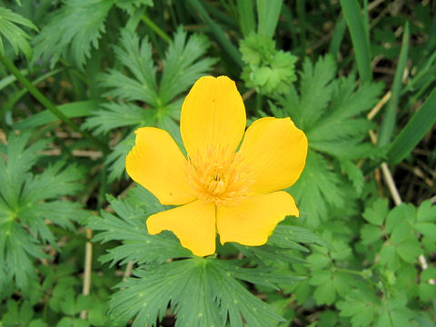 Trollius riederianus var. japonicus