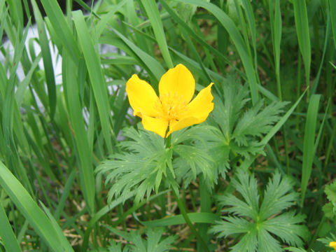 Trollius riederianus var. japonicus