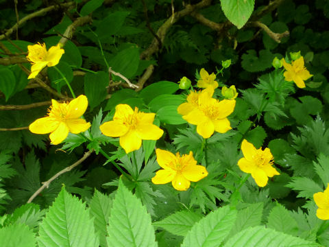 Trollius riederianus var. japonicus