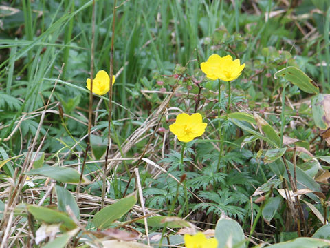 Trollius riederianus var. japonicus