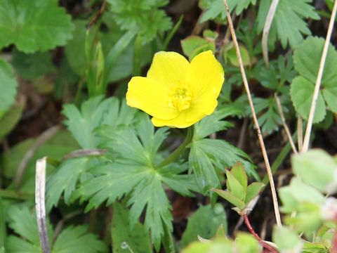 Trollius riederianus var. japonicus