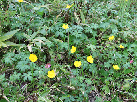 Trollius riederianus var. japonicus