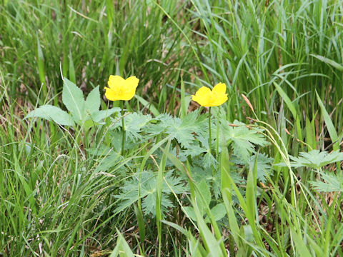 Trollius riederianus var. japonicus