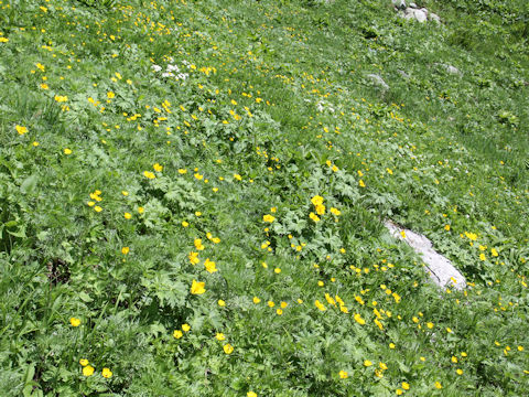 Trollius riederianus var. japonicus