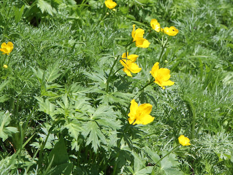 Trollius riederianus var. japonicus