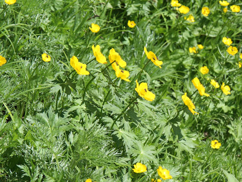 Trollius riederianus var. japonicus