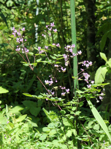 Thalictrum rochebrunianum