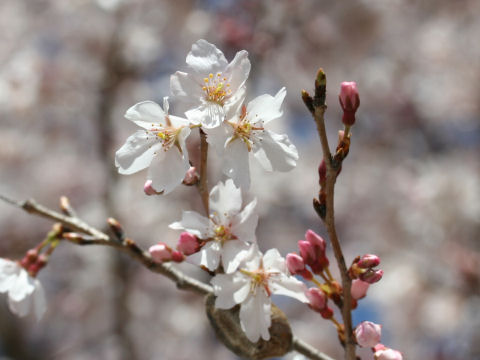 Prunus x subhirtella cv. Semperflorens