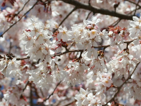 Prunus x subhirtella cv. Semperflorens