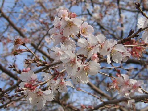 Prunus x subhirtella cv. Semperflorens