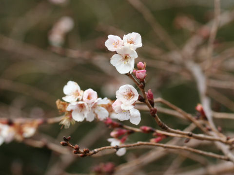 Prunus x subhirtella cv. Semperflorens