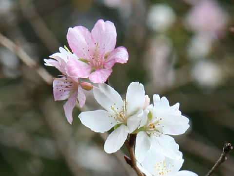 Prunus x subhirtella cv. Semperflorens