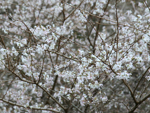 Prunus x subhirtella cv. Semperflorens