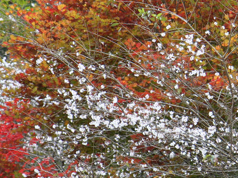 Prunus x subhirtella cv. Semperflorens