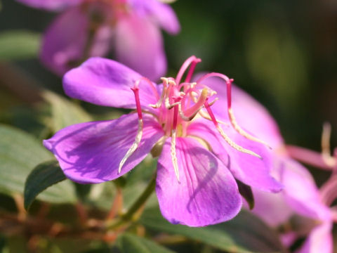 Tibouchina cv. Little Angel