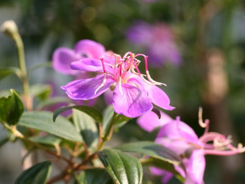 Tibouchina cv. Little Angel