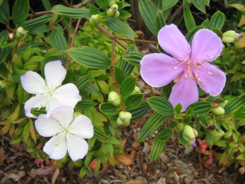 Tibouchina cv. Little Angel