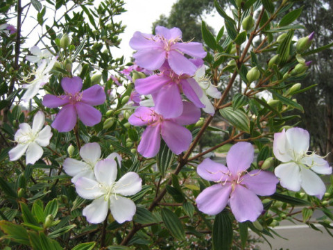 Tibouchina cv. Little Angel