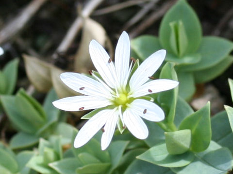 Stellaria ruscifolia