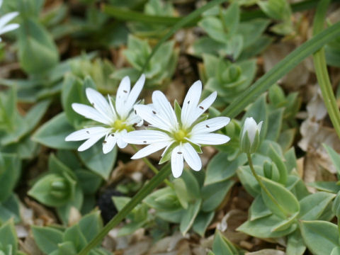 Stellaria ruscifolia