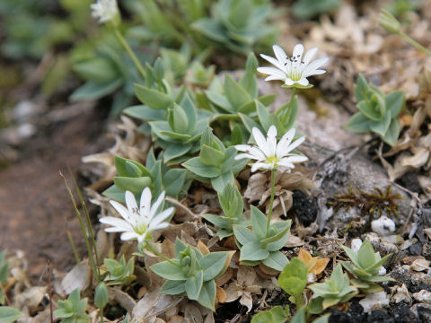 Stellaria ruscifolia