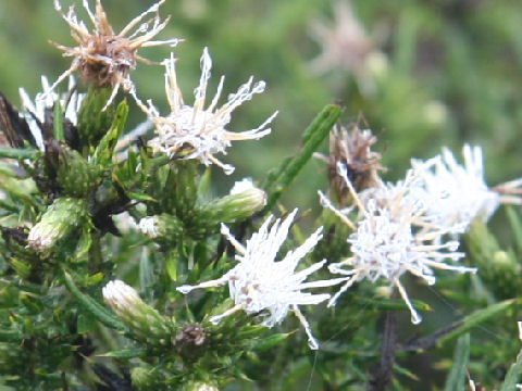 Cirsium confertissimum