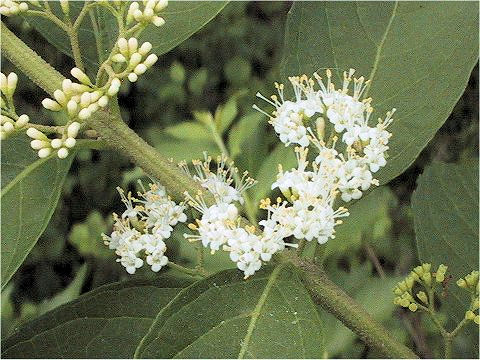 Callicarpa dichotoma var. albi-fructus