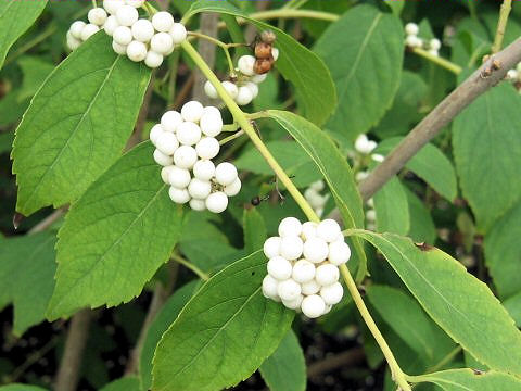 Callicarpa dichotoma var. albi-fructus