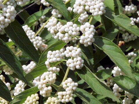 Callicarpa dichotoma var. albi-fructus