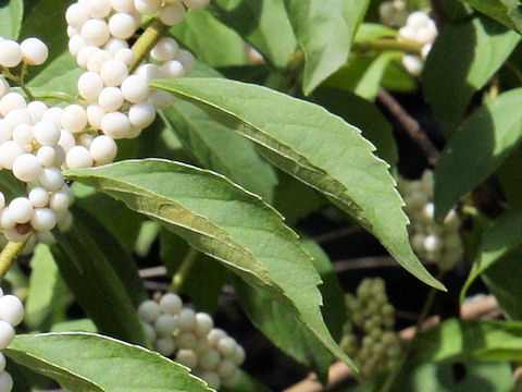 Callicarpa dichotoma var. albi-fructus