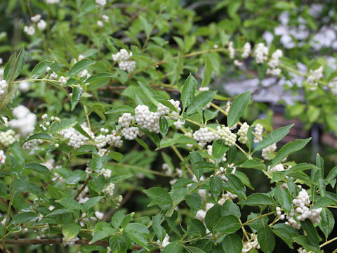 Callicarpa dichotoma var. albi-fructus