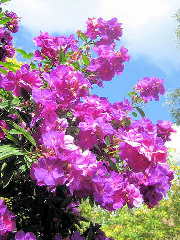 Tibouchina urvilleana