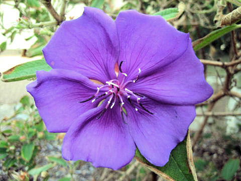 Tibouchina urvilleana