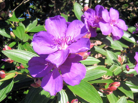 Tibouchina urvilleana