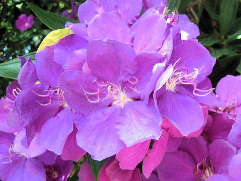 Tibouchina urvilleana