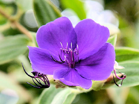 Tibouchina urvilleana