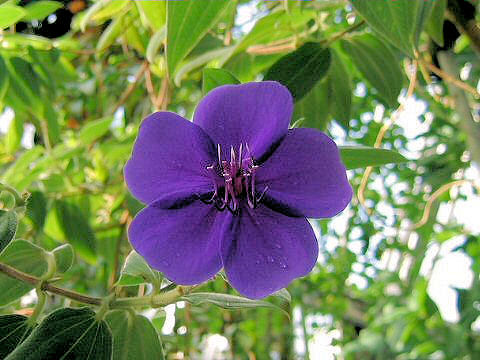 Tibouchina urvilleana