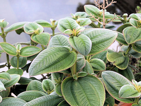 Tibouchina urvilleana