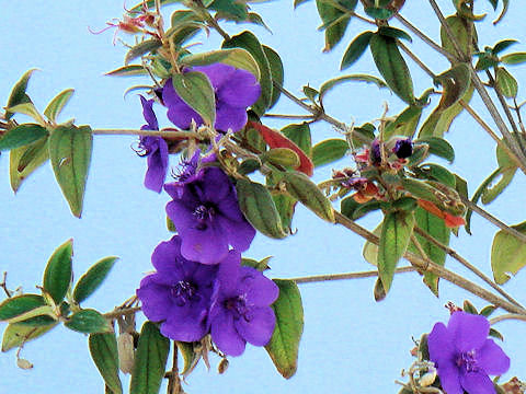 Tibouchina urvilleana