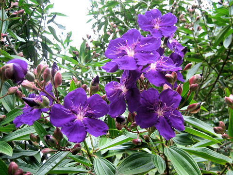 Tibouchina urvilleana