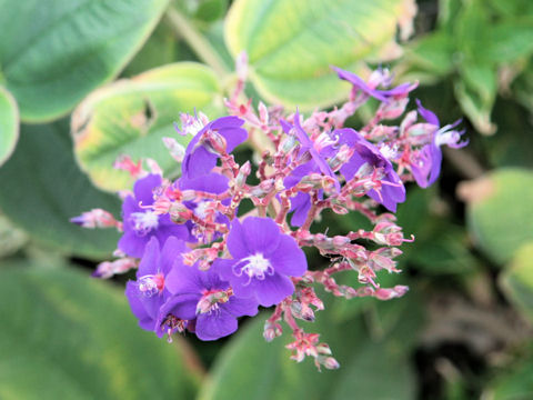 Tibouchina urvilleana